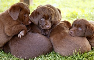 Brown Puppies